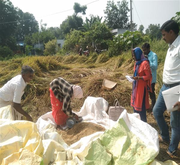 Peddapalli District - Peddapalle Division                                                                                                                                                                                                                  - Crop Cutting Expts.,                                                                                                                                   - Attended PMFBY Paddy harvesting supervision at Mulasala Village of Peddapalli Mandal                                                                                                                                                                            - dt.04/11/2019          